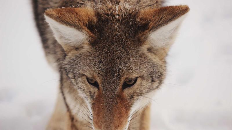 Fliesen Verlegen Anleitung — Kosten, Tipps und Anleitung